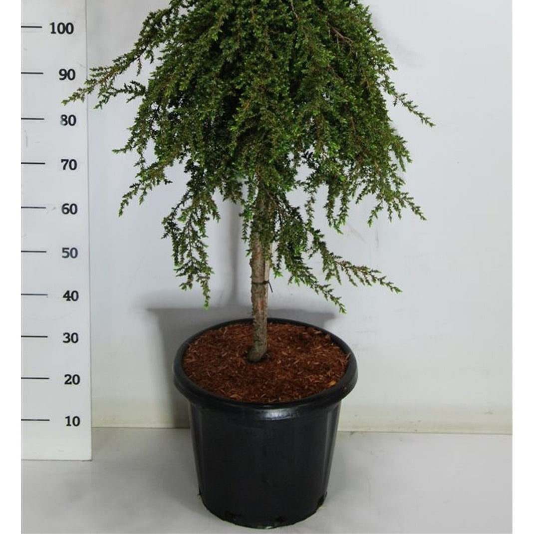 En – Juniperus communis 'Greenmantle' - C25 70 cm. Stam